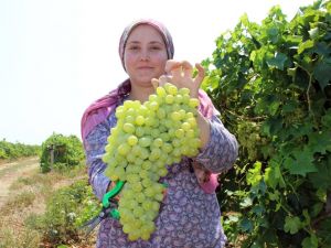 Üzüm Üreticisinin Fiyat Beklentisi 5 Liranın Üzerinde