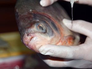 ’Pirana’ Değil ’Pacu’ Çıktı