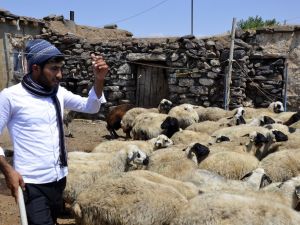 Ösym’nin Hatası Çoban Ahmet’in Hayallerini Yıktı