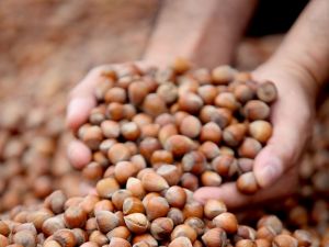 Açıklanmayan Fındık Rekoltesi Kafaları Karıştırdı