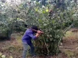 Fındık Üreticisinin Fiyat Tepkisi