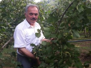 Tmo’nun Fındık Fiyatı Beğenilmedi