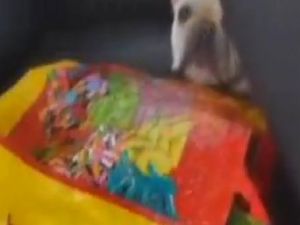 Arabada Bırakılan Köpek Böyle Kurtarıldı
