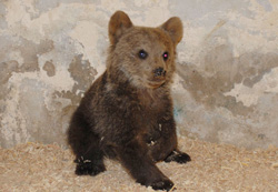 Rize'de Yaralı Ayı Yavrusu