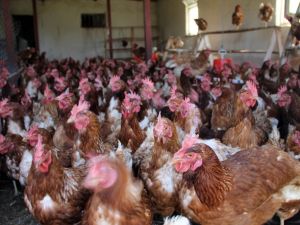 5 Tavukla Başladı, Şimdi 500 Tavuğu Var