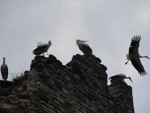 Topkapı Surlarında Göç Molası