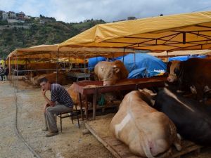 Trabzon’da Kurban Fiyatları Geçen Yıla Oranla Biraz Yüksek