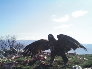 Ankara’nın Yanı Başındaki Vahşi Hayat Foto Kapanında