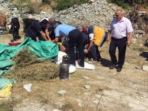 Kurbanlık Boğa Sahibini Yaraladı