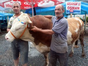 Rize’de Bir Tonluk "Cengaver" Görücüye Çıkar Çıkmaz Satıldı