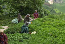 Rize'de Gürcü İşçi İstilası