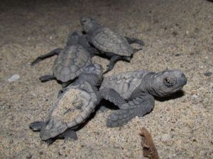 3 Günde 51 Caretta Caretta Yavrusu Denizle Buluştu
