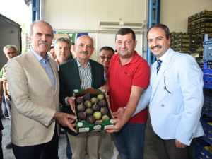 Siyah İncir Üreticisinin Yüzü Gülüyor