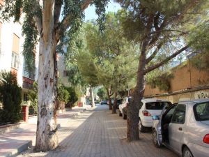 Yol Ortasındaki Ağaçlar Şaşırtıyor