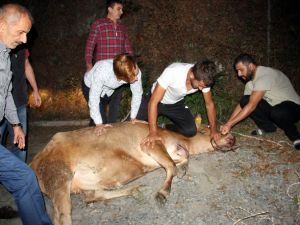 Firari Boğayı Yakalamak İçin 6 Saat Ter Döktüler