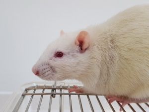 Sağlık, Kobay Fareler İle Gelecek