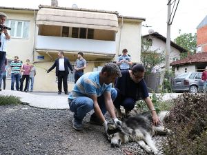 Evinin Karşısına Tuvaletini Yapan Köpeği Ve Sahibini Vurdu