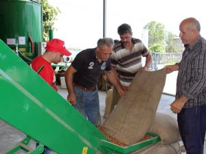 Fındık Yerden Toplanıyor, Makinede Kurutuluyor