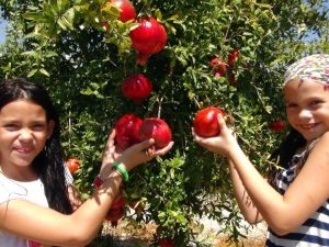 İlk Nar Hasadı Yapıldı