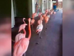 Flamingolar Da Tahliye Edildi