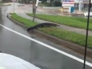Florida’da Sokaklar Timsahlara Kaldı