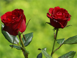 Bir gülün kokusunda binbir çare gizli