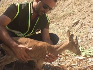 Koruma Altındaydı, Tedavisi Tamamlandı, Doğaya Bırakıldı