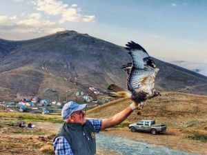 Yaralı Şahin Tedavisi Sonrası Doğaya Bırakıldı