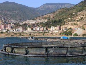 Denizi Yok Ama Japonya’ya Balık İhraç Ediyor