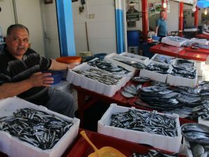 Giresun’da Yerli Hamsi Çıktı; Fiyatı İse 15 Tl