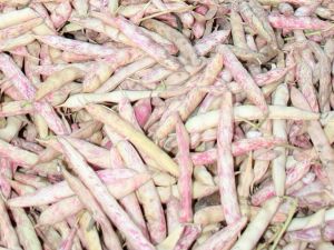 Sonbahar Yorgunluğuna ’Barbunya’ Kalkanı