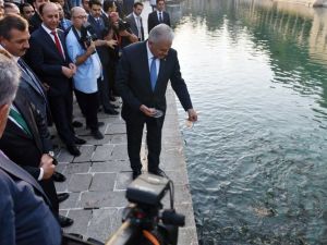 Başbakan Yıldırım Balıklara Yem Verdi