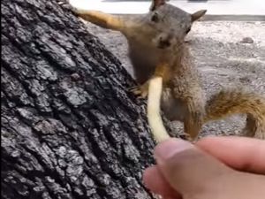 Sincabı Beslemek İsterken Parmağından Oluyordu