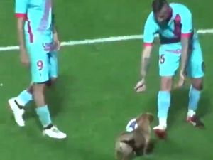 Sahaya Giren Köpek Ortalığı Birbirine Kattı