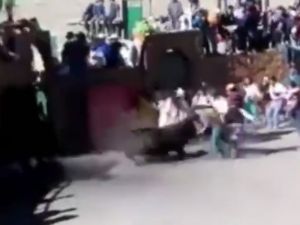 Erken Salınan Boğa Dehşet Saçtı !