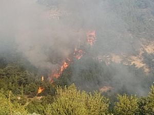 Karabük’te Orman Yangını