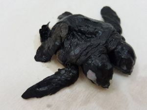 Çift Başlı Deniz Kaplumbağası Görenleri Şaşırttı