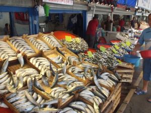 Marmara’da Palamut Bereketi