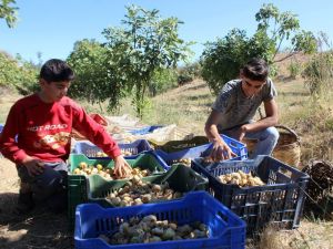 İncirde Hasat Sezonu Sona Erdi