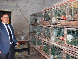Süs Tavukları Trabzon’da Podyuma Çıkacak