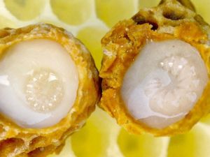 Arı Sütünün Bilinmeyen Faydaları