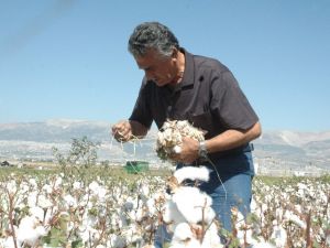 Kahramanmaraş’ta Pamuk Hasadı Başladı