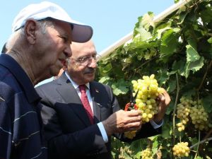 Kılıçdaroğlu Bağda Üzüm Kesti