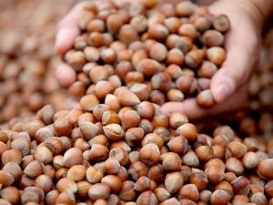 Serbest Piyasada Fındık Fiyatı 10 Liraya Dayandı
