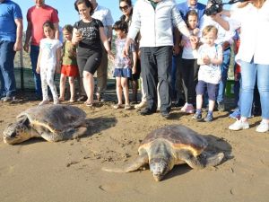 Caretta Caretta Yavruları Denizle Buluştu