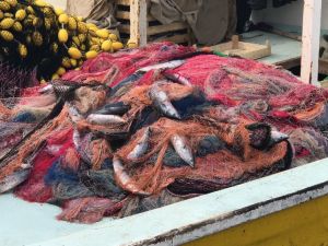 Karadeniz’de Palamut Bereketi