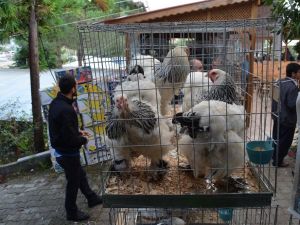Trabzon’da Asgari Ücretin 20 Katına Tavuk Ve Horoz Satıldı