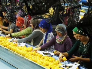 Limon Ve Mandalinanın "Fahiş Fiyat" Yolculuğu