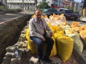 Fındık Üreticisi Fındığını Tmo’ya Verememenin Üzüntüsünü Yaşıyor