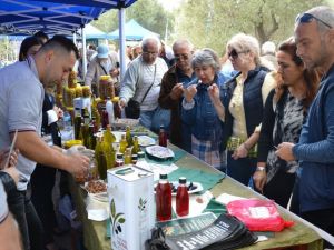 Zeytin Hasadı Törenle Başladı